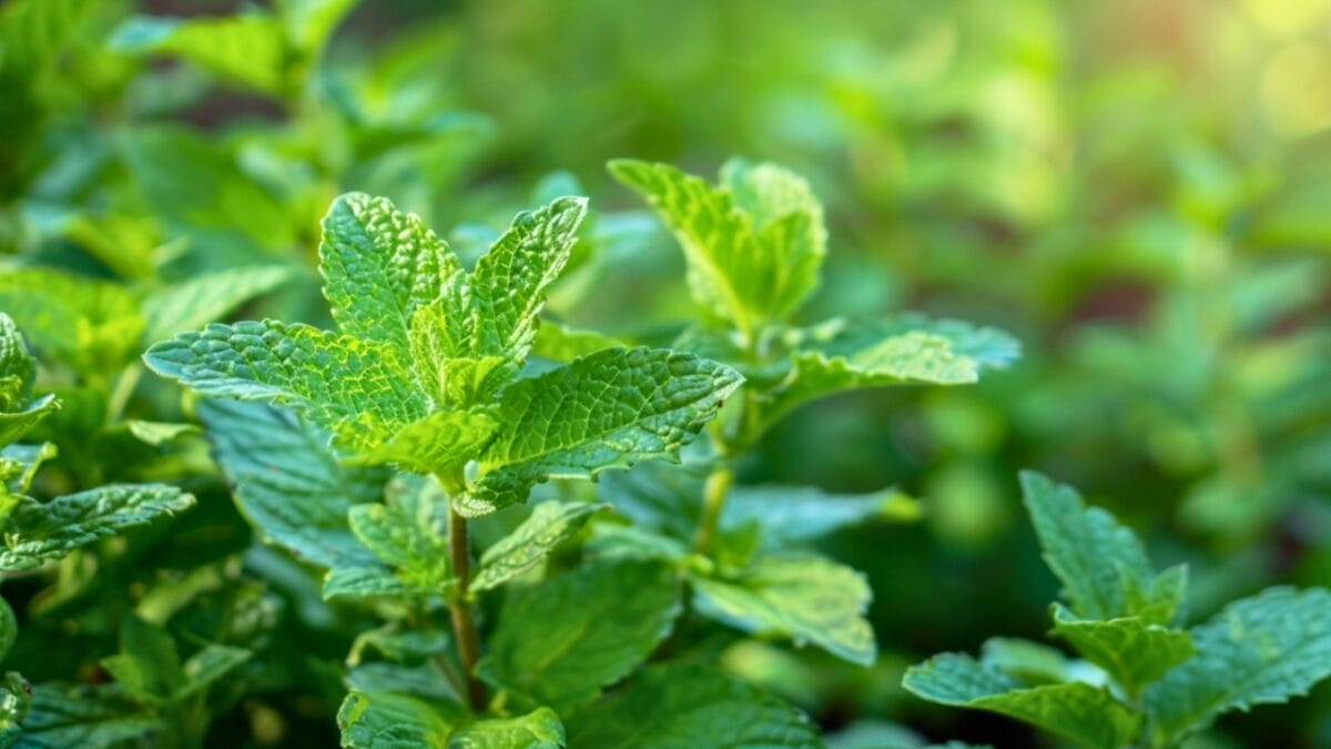 7 Best Plants to Deter Squirrels From Your Garden 8 7 Best Plants to Deter Squirrels From Your Garden - peppermint