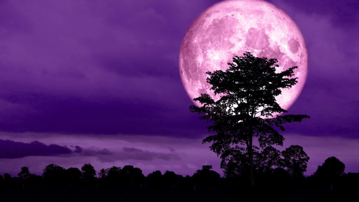 8 Things About Tonights Pink Moon You Probably Didn't Know - pink moon ss1905556609