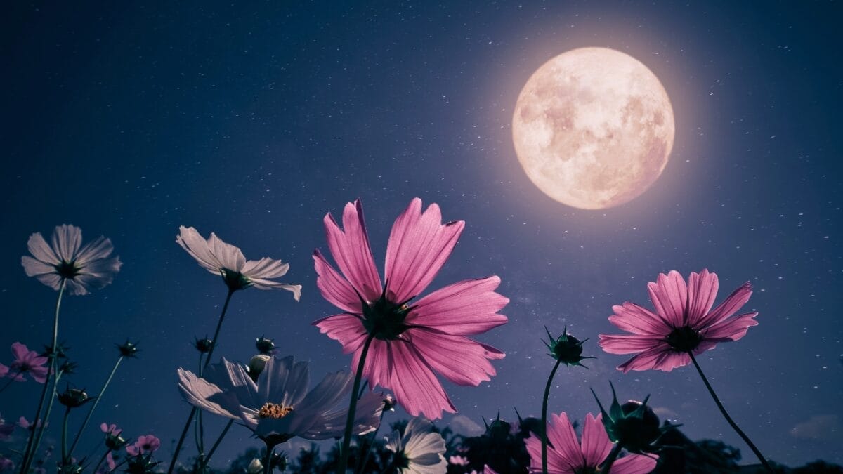 8 Things About Tonights Pink Moon You Probably Didn't Know - pink moon ss2261269699