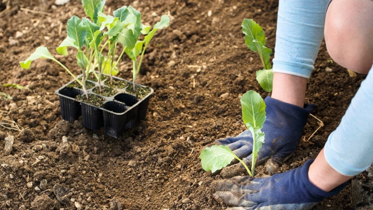 10 Common Houseplant Problems & How to Fix Them - planting garden dp257369030
