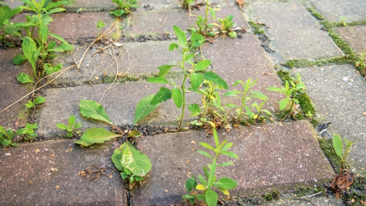 20 Things to Cleanup For Your Garden’s Fresh Start 17 20 Things to Cleanup For Your Garden’s Fresh Start - plants growing on pavements ss2271264605