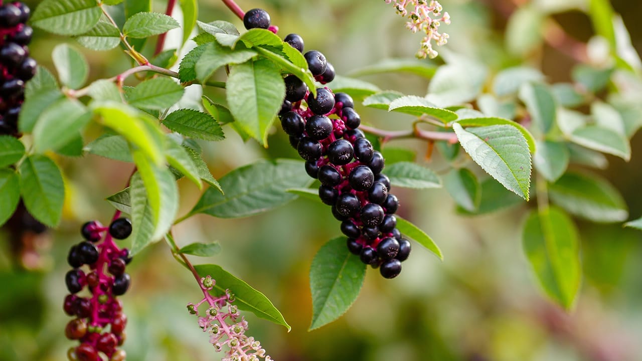 23 Poisonous Plants to Avoid & Their Health Impacts 22 23 Poisonous Plants to Avoid & Their Health Impacts - pokeberry ss2384554837