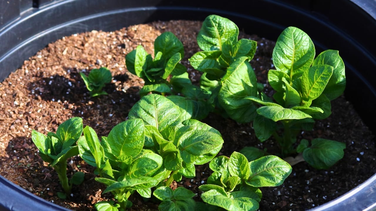15 Delicious Foods You Can Grow in 5 Gallon Buckets 14 15 Delicious Foods You Can Grow in 5 Gallon Buckets - potato ss1659848398