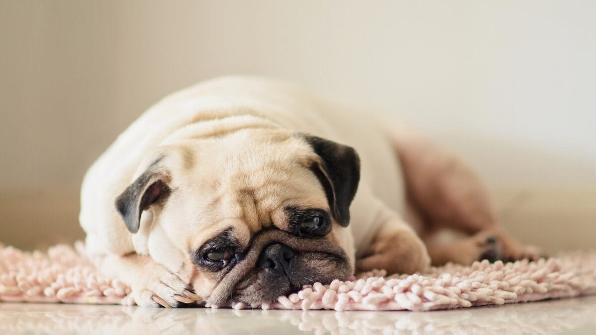 20 Adorable Dog Breeds Famous for Their Snoring 3 20 Adorable Dog Breeds Famous for Their Snoring - pug resting sadly ss1080967997