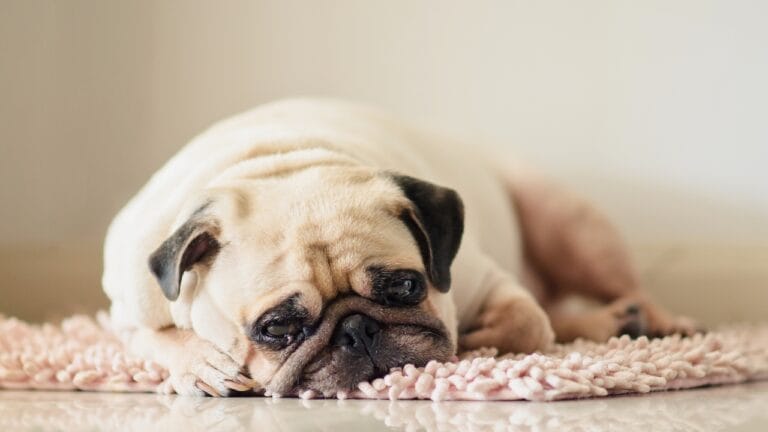 10 Signs That Your Dog is in Pain 1 10 Signs That Your Dog is in Pain - pug resting sadly ss1080967997