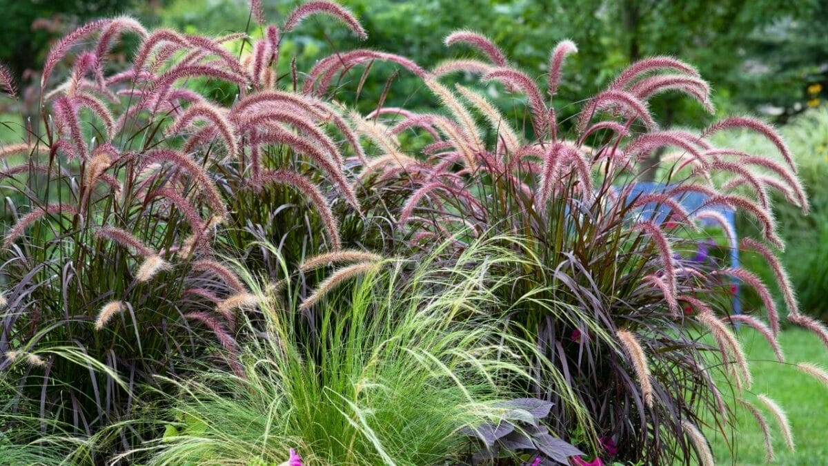 Say Goodbye to Weeds with These 15 Ornamental Grasses 4 Say Goodbye to Weeds with These 15 Ornamental Grasses - purple fountain grass ss1898766499