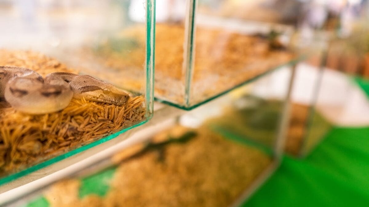 7 Scents That Could Be Luring Snakes Into Your Yard 14 7 Scents That Could Be Luring Snakes Into Your Yard - python snake s2185153129