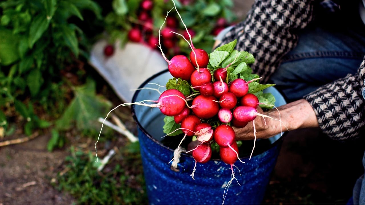 15 Delicious Foods You Can Grow in 5 Gallon Buckets - radish bucket ss1431203147