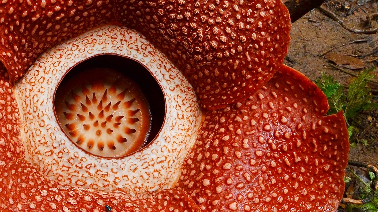 The World’s Largest Flower Smells So Rotten 4 The World’s Largest Flower Smells So Rotten - rafflesia close up ss1455261539