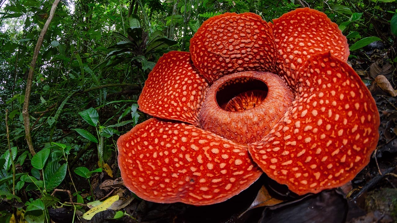 The World’s Largest Flower Smells So Rotten 2 The World’s Largest Flower Smells So Rotten - rafflesia ss1359813020
