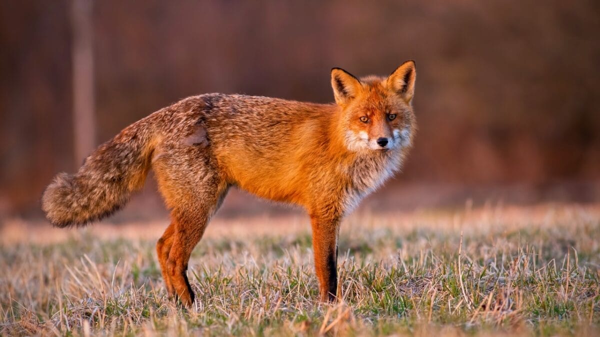 14 Signs in Nature That Predict a Harsh Winter Ahead - red fox dp433474922