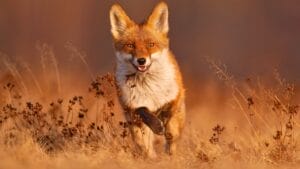 20 Top Locations to Spot Foxes Across the USA 1 20 Top Locations to Spot Foxes Across the USA - red fox ss2140992621