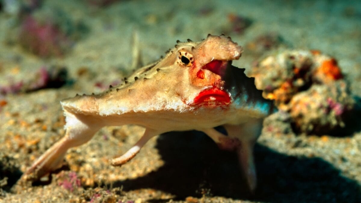 19 of the World's Weirdest Animals 17 19 of the World's Weirdest Animals - red lipped ss1932032045