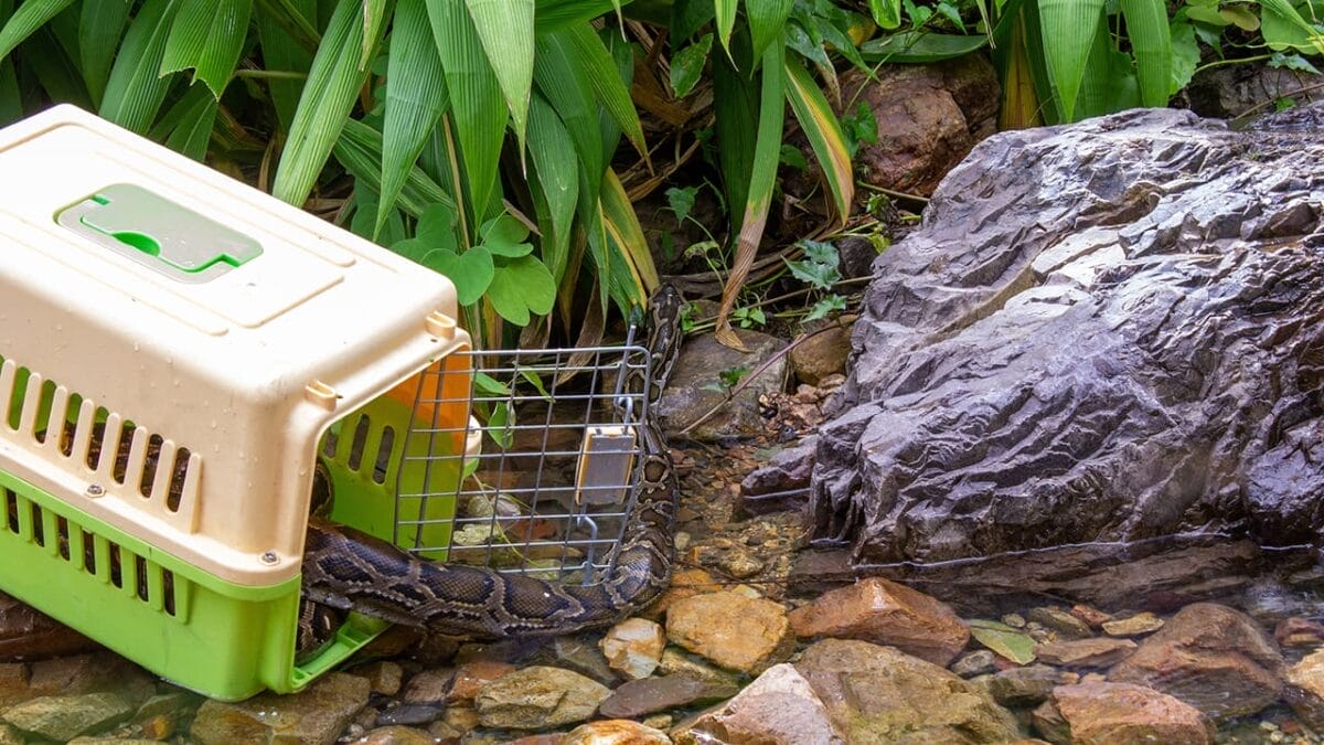 7 Scents That Could Be Luring Snakes Into Your Yard 13 7 Scents That Could Be Luring Snakes Into Your Yard - releasing a snake ss2332848725