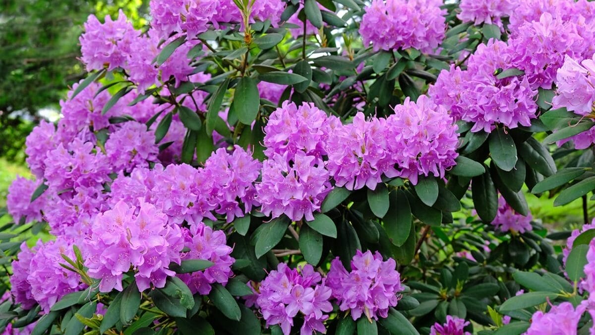 15 Flowering Shrubs to Make Your Yard Stand Out 2 15 Flowering Shrubs to Make Your Yard Stand Out - rhododendron ss1407324953