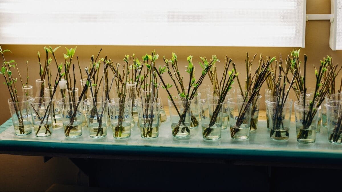 20 Uses for Orange Peels in the Garden: Why Gardeners Swear By Them 17 20 Uses for Orange Peels in the Garden: Why Gardeners Swear By Them - rooting hormone ss1639242817