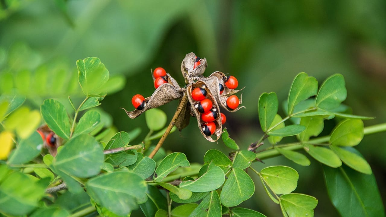 23 Poisonous Plants to Avoid & Their Health Impacts 24 23 Poisonous Plants to Avoid & Their Health Impacts - rosary pea ss391865836