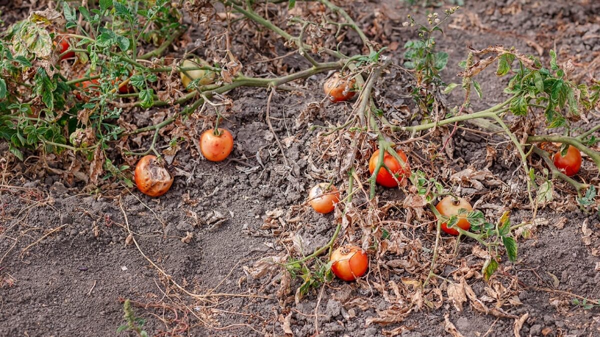 7 Scents That Could Be Luring Snakes Into Your Yard 6 7 Scents That Could Be Luring Snakes Into Your Yard - rotting tomatoes ss2208535271