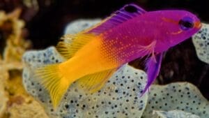 9 Animals That Can Remarkably Change Their Gender 1 9 Animals That Can Remarkably Change Their Gender - royal grammas fish ss1939668019
