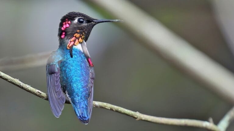 U.S. Hummingbird Decline: 7 Species Lose 67% of Population Since 1970 7 U.S. Hummingbird Decline: 7 Species Lose 67% of Population Since 1970 - sBee hummingbird ss2144198167