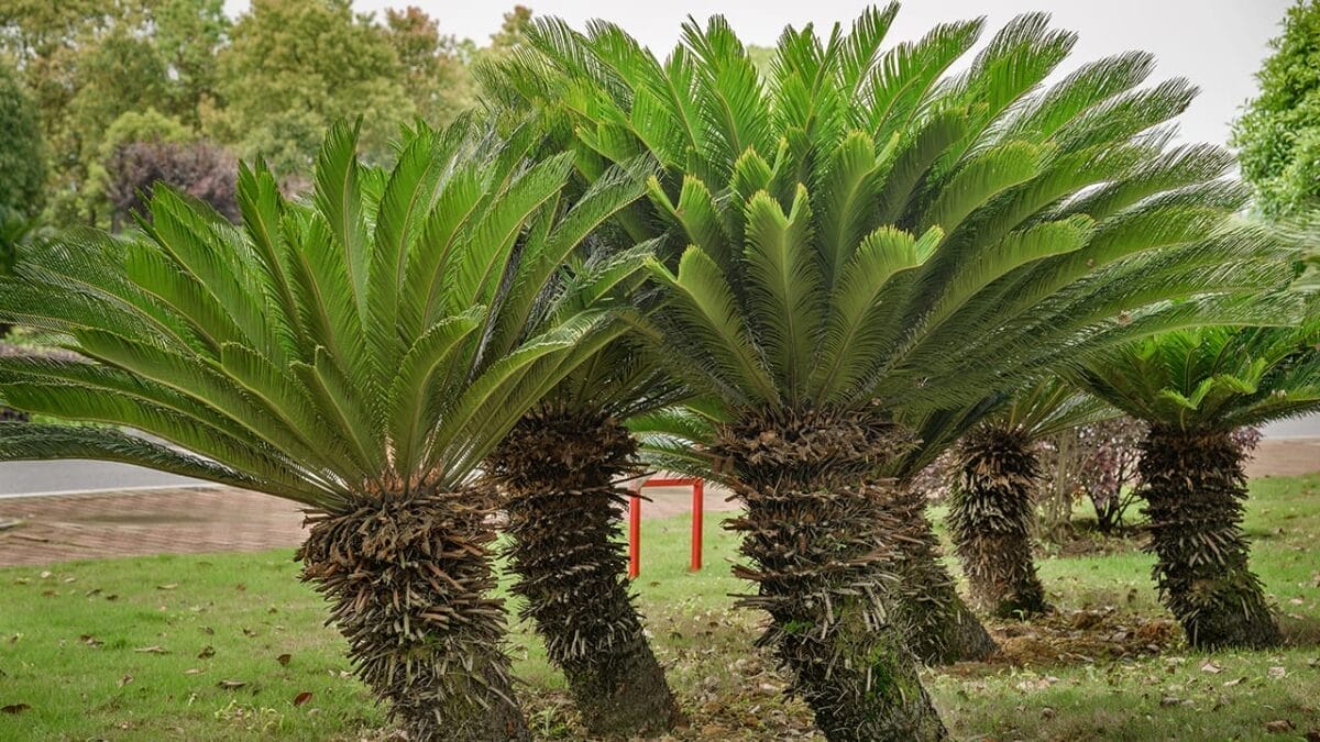 Small, Drought-Tolerant Trees: 15 Non-Invasive Picks for Your Yard - sago palm ss2184921695