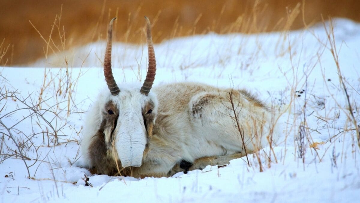 19 of the World's Weirdest Animals 8 19 of the World's Weirdest Animals - saiga antelope ss2395209195