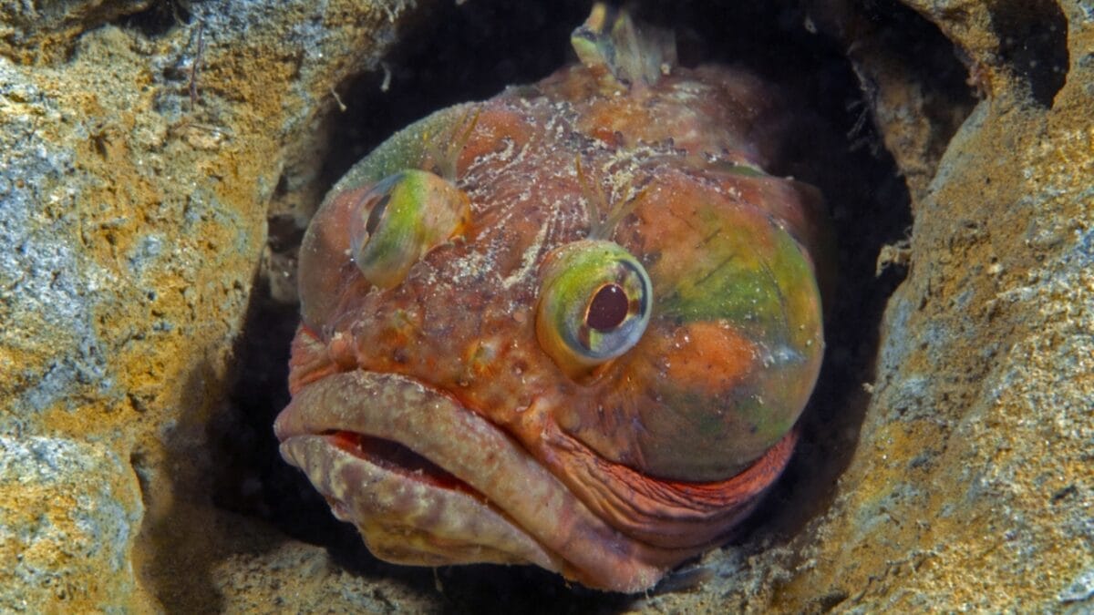 10 Creepy Deep Sea Creatures You Never Knew Existed 2 10 Creepy Deep Sea Creatures You Never Knew Existed - sarcastic fringehead ss164506991