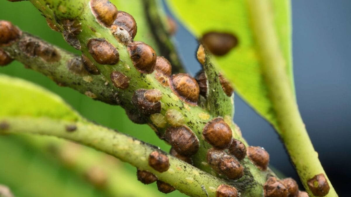 The 5 Most Irresistible Scents That Draw Moles into Your Garden 3 The 5 Most Irresistible Scents That Draw Moles into Your Garden - scale insect ss1451083670