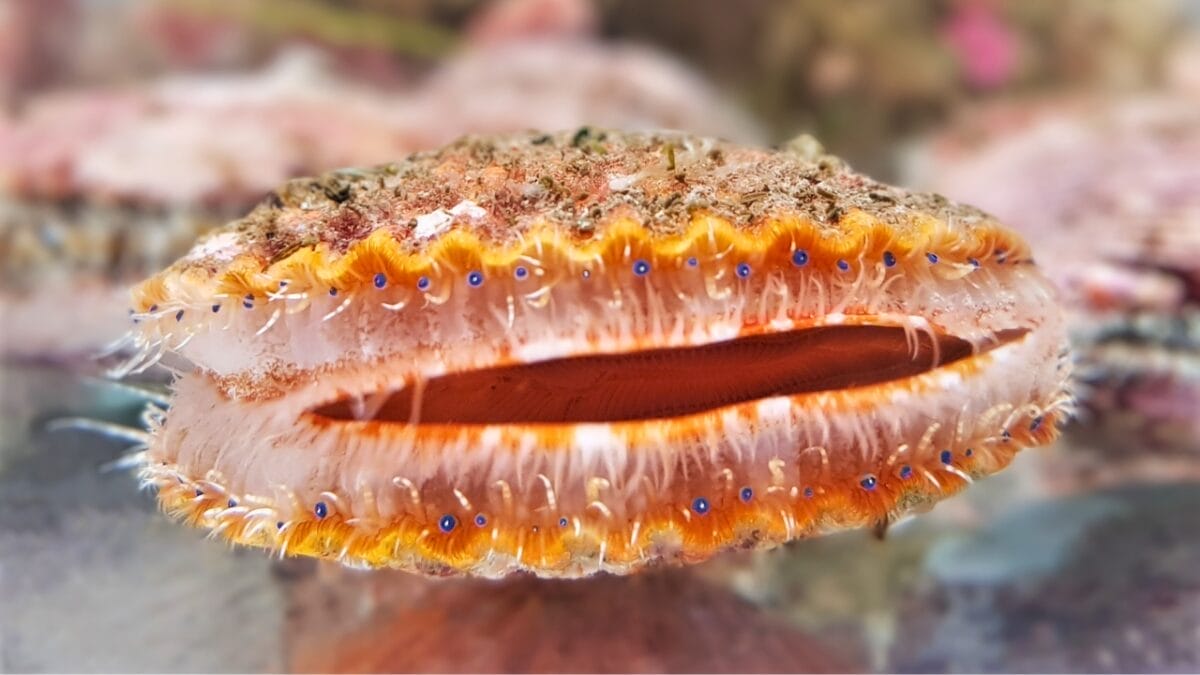 15 Bizarre & Unique Fish from Around the World 12 15 Bizarre & Unique Fish from Around the World - scallop fish ss1664153254