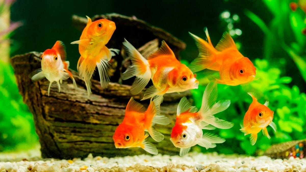 7 Facts About Aquarium Fish Most People Don't Know - school of fish ss310009718