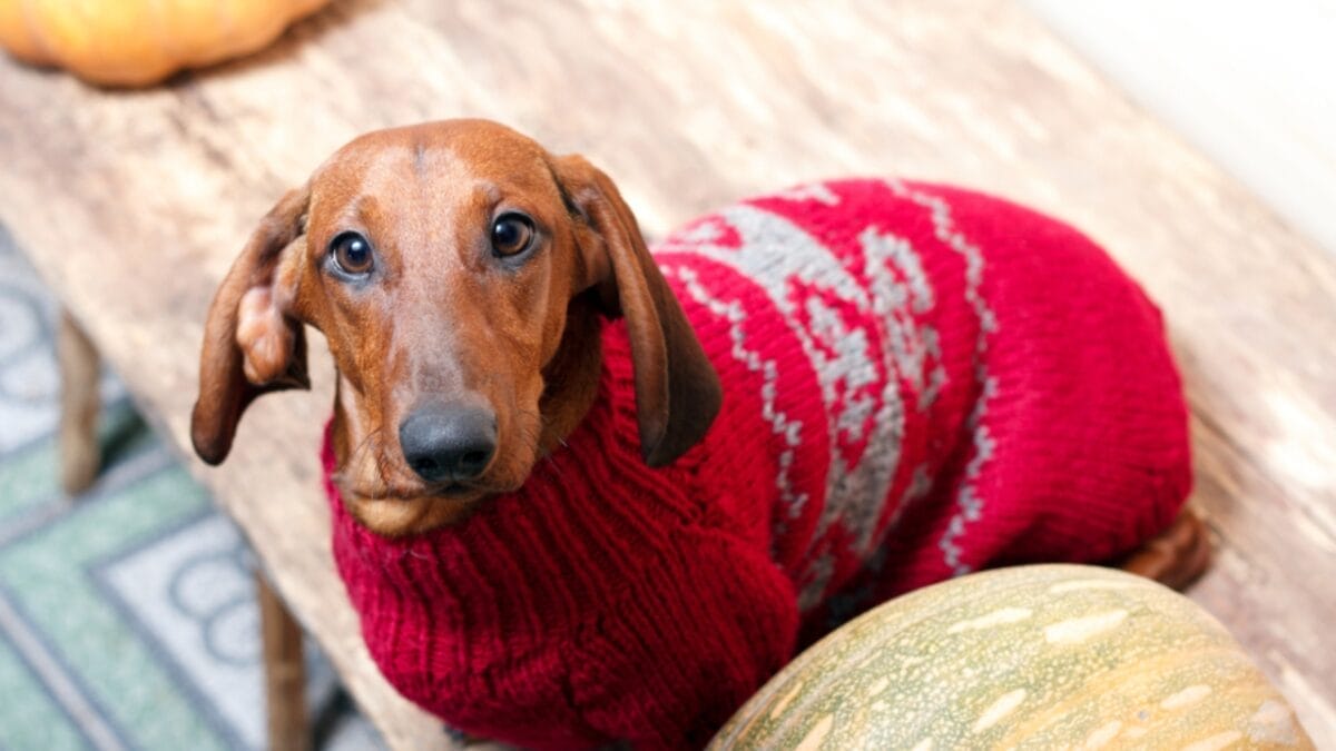 10 Reasons to Think Twice Before Getting a Miniature Dachshund 7 10 Reasons to Think Twice Before Getting a Miniature Dachshund - sensitive to weather ss1323414890