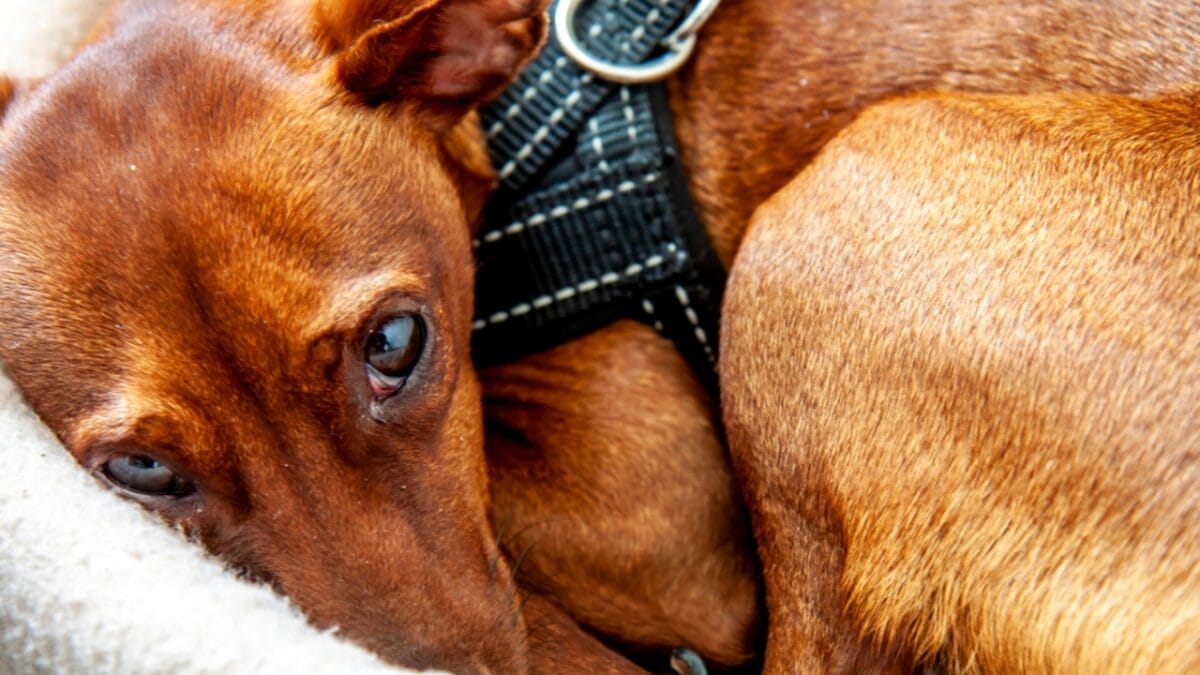 10 Reasons to Think Twice Before Getting a Miniature Dachshund 5 10 Reasons to Think Twice Before Getting a Miniature Dachshund - separation anxiety ss1094780861