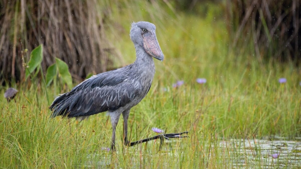 19 of the World's Weirdest Animals 10 19 of the World's Weirdest Animals - shoebill ss1769637203