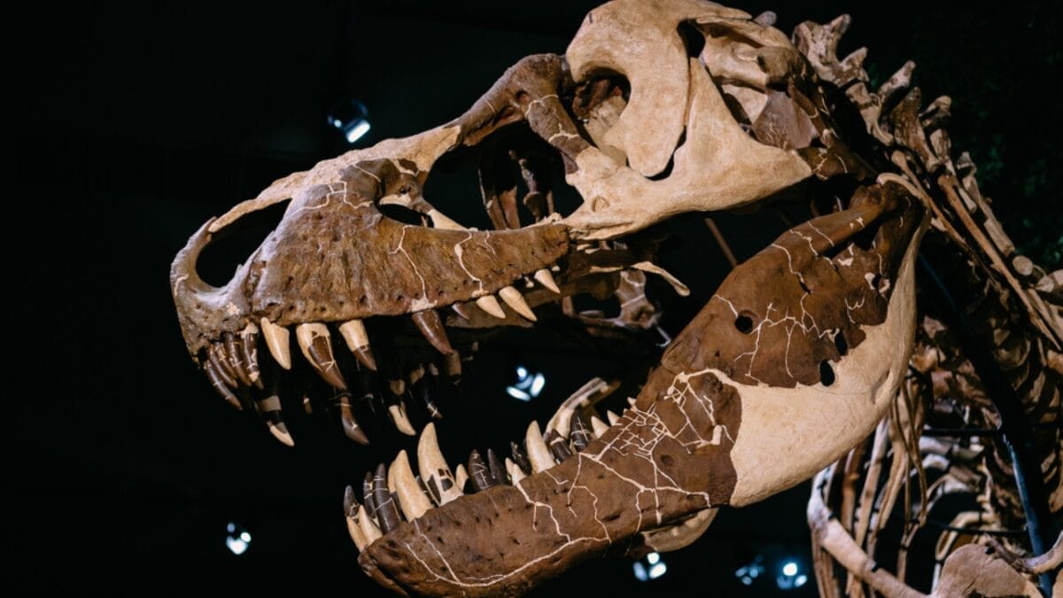 19 Unusual But Fascinating Dinosaur Facts You Probably Never Learned in School 6 19 Unusual But Fascinating Dinosaur Facts You Probably Never Learned in School - skull ss1671001627