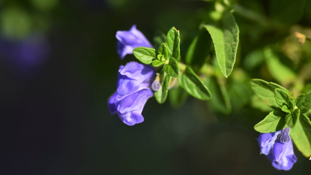 16 Must-Have Herbs for Your Medicinal Garden: Nature’s Pharmacy 6 16 Must-Have Herbs for Your Medicinal Garden: Nature’s Pharmacy - skullcap herb dp489788392