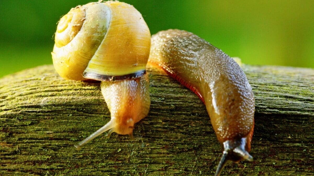 10 Worst Garden Pests & How to Get Rid of Them for Good 4 10 Worst Garden Pests & How to Get Rid of Them for Good - slug and snail ss1099447805