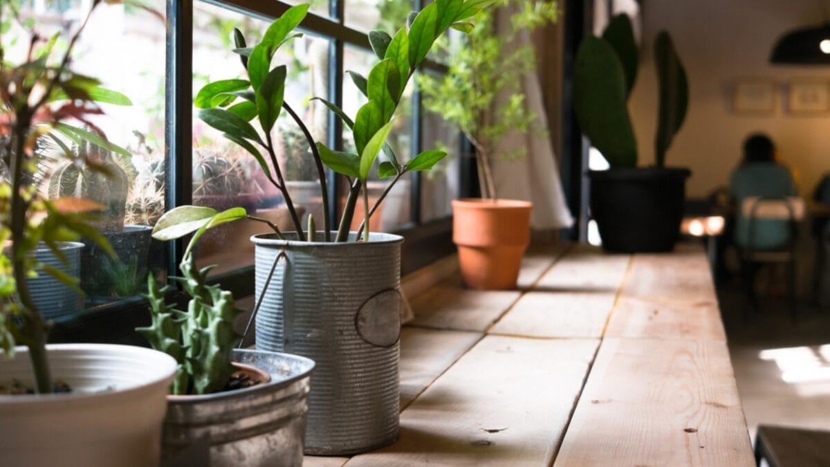 10 Tips for Beginners: Container Gardening - small plant pot displayed in the window ss240381874
