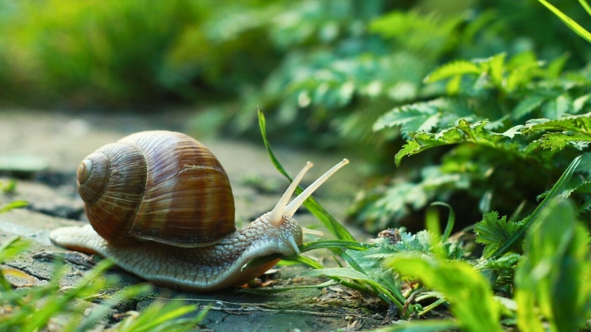 Cat Litter Isn’t Just for Cats: 10 Other Creative Alternative Uses 7 Cat Litter Isn’t Just for Cats: 10 Other Creative Alternative Uses - snail ss791447569