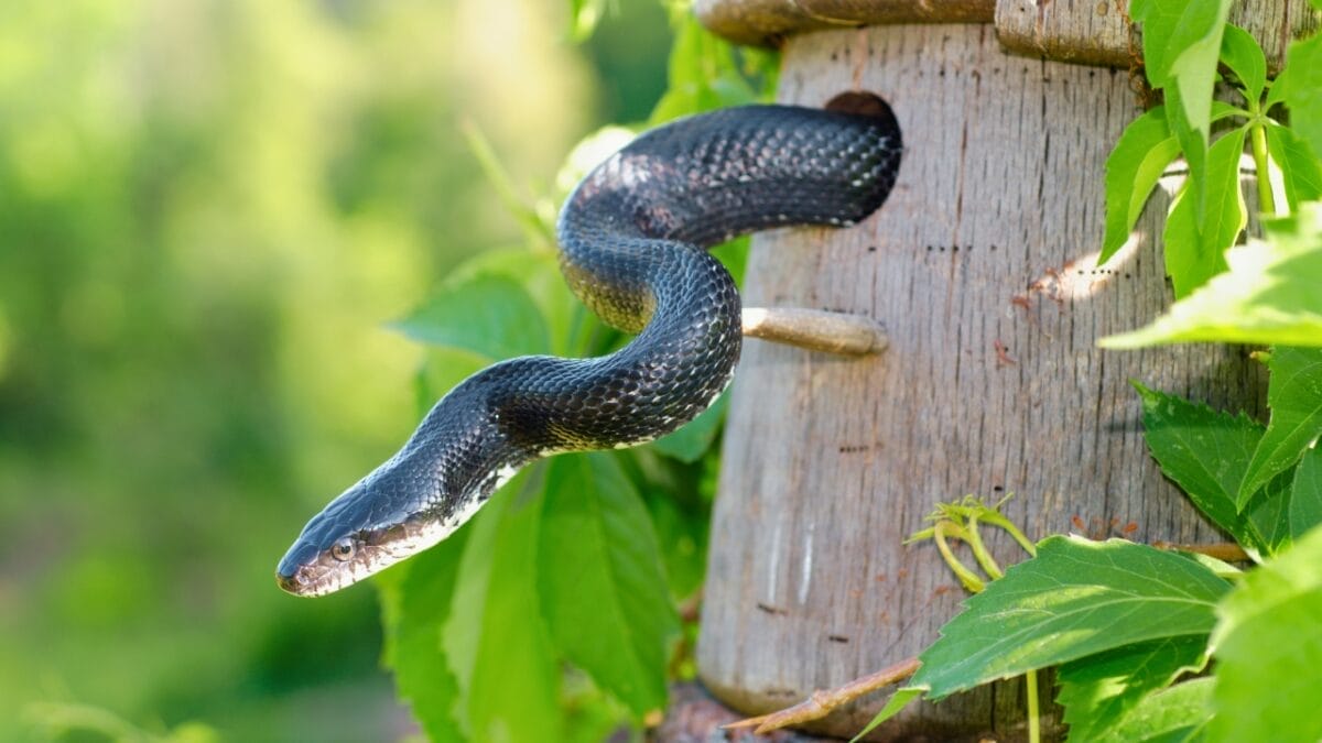 Virginia Tech Scientists Discover How Snakes 'Fly' Through the Air 3 Virginia Tech Scientists Discover How Snakes 'Fly' Through the Air - snake backyard ss2008003112