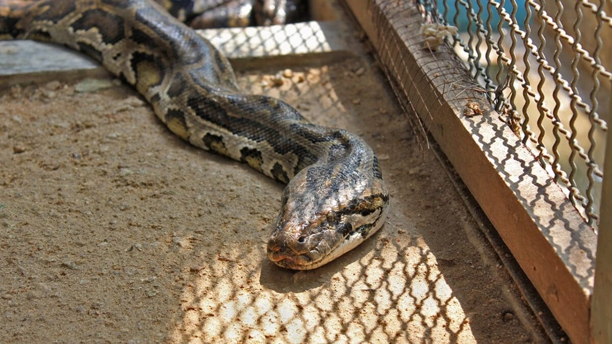 7 Scents That Could Be Luring Snakes Into Your Yard 12 7 Scents That Could Be Luring Snakes Into Your Yard - snake in cage ss1243143949