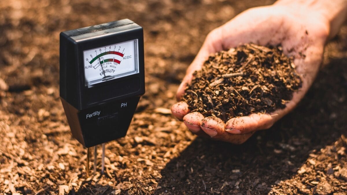 The 5 Most Irresistible Scents That Draw Moles into Your Garden 4 The 5 Most Irresistible Scents That Draw Moles into Your Garden - soil meter ph ss1745498633