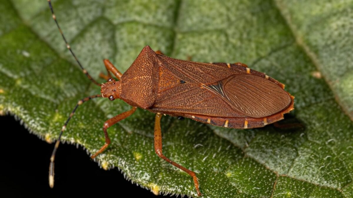10 Worst Garden Pests & How to Get Rid of Them for Good 9 10 Worst Garden Pests & How to Get Rid of Them for Good - squash bug ss2325958607