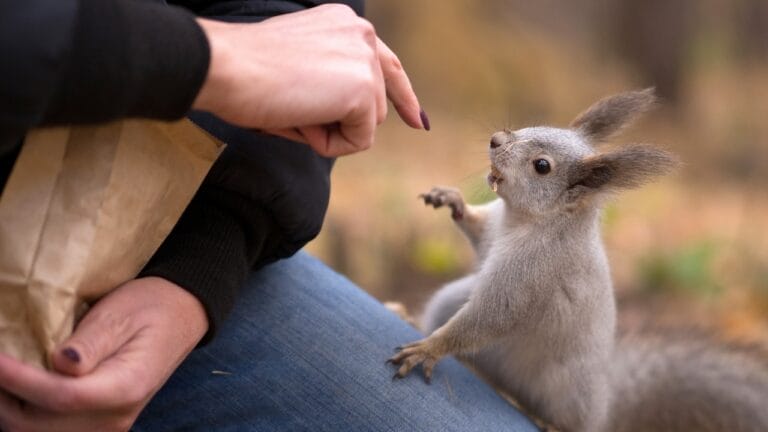 Top 10 Smartest Animals: Geniuses of the Animal Kingdom 6 Top 10 Smartest Animals: Geniuses of the Animal Kingdom - squirrel ss1545159305