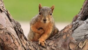 10 Ways to Banish Squirrels & Protect Your Potted Plants 1 10 Ways to Banish Squirrels & Protect Your Potted Plants - squirrel ss1652250700