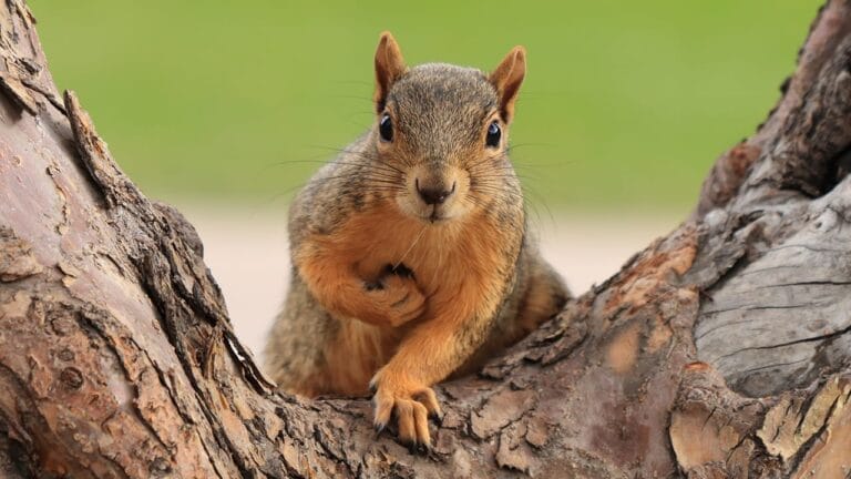 10 Ways to Banish Squirrels & Protect Your Potted Plants 8 10 Ways to Banish Squirrels & Protect Your Potted Plants - squirrel ss1652250700
