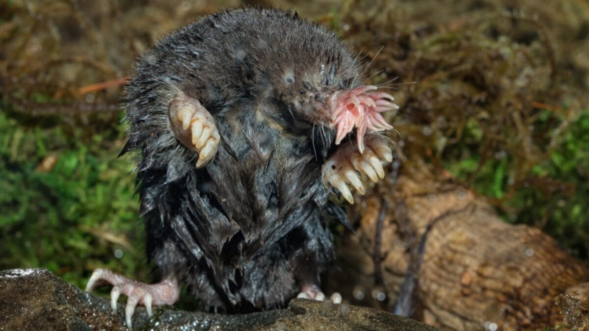 19 of the World's Weirdest Animals 7 19 of the World's Weirdest Animals - star nosed mole ss1080387398