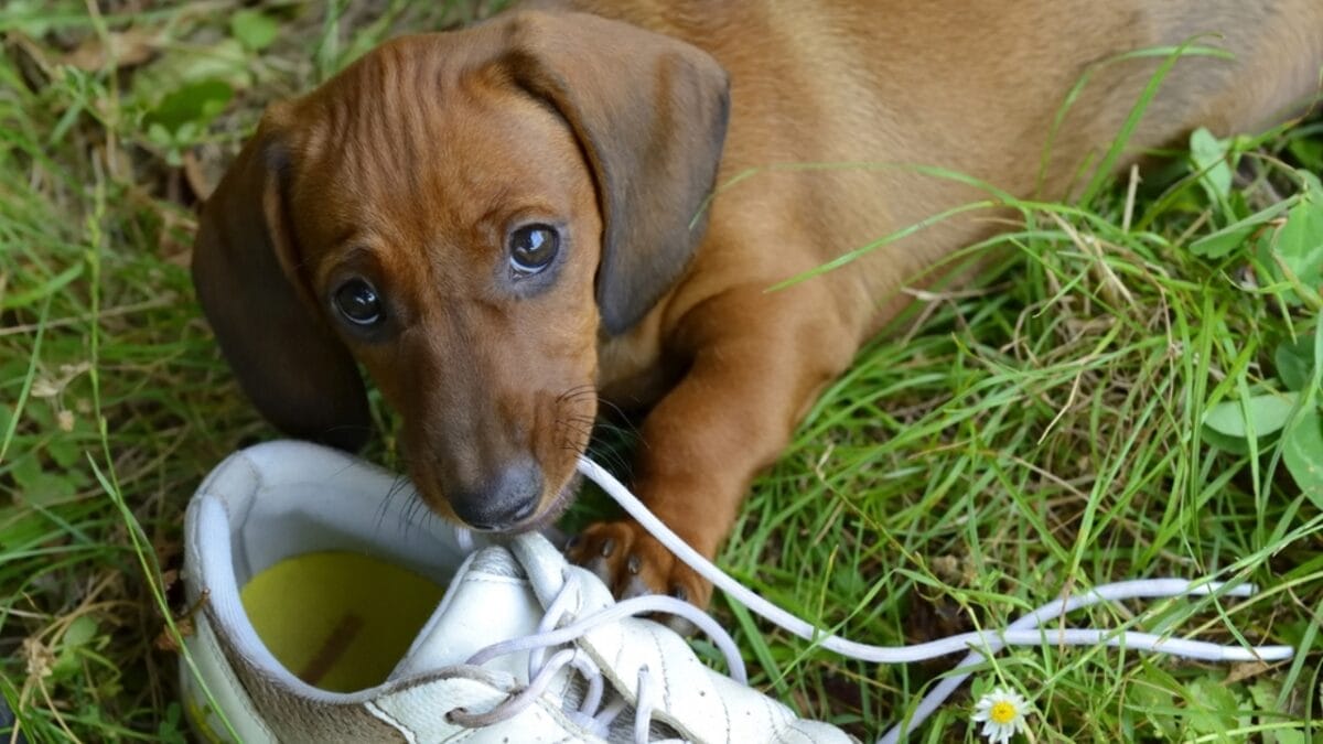 10 Reasons to Think Twice Before Getting a Miniature Dachshund 3 10 Reasons to Think Twice Before Getting a Miniature Dachshund - stubborn personality ss206874544