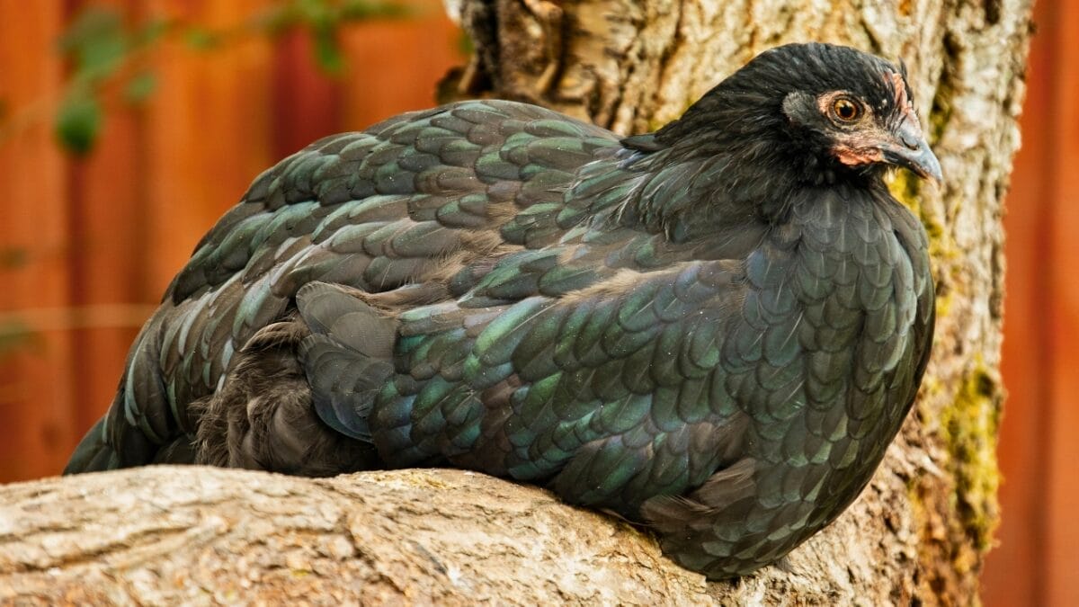 10 Most Expensive Chicken Breeds in the World 8 10 Most Expensive Chicken Breeds in the World - swedish black chicken ss2346328493