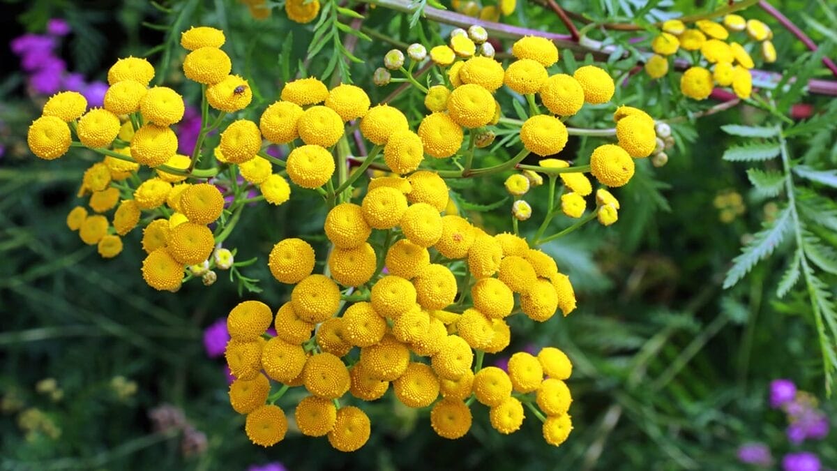 The 13 Plants That Powered Wartime Medicine in Two World Wars 14 The 13 Plants That Powered Wartime Medicine in Two World Wars - tansy ss2026291784