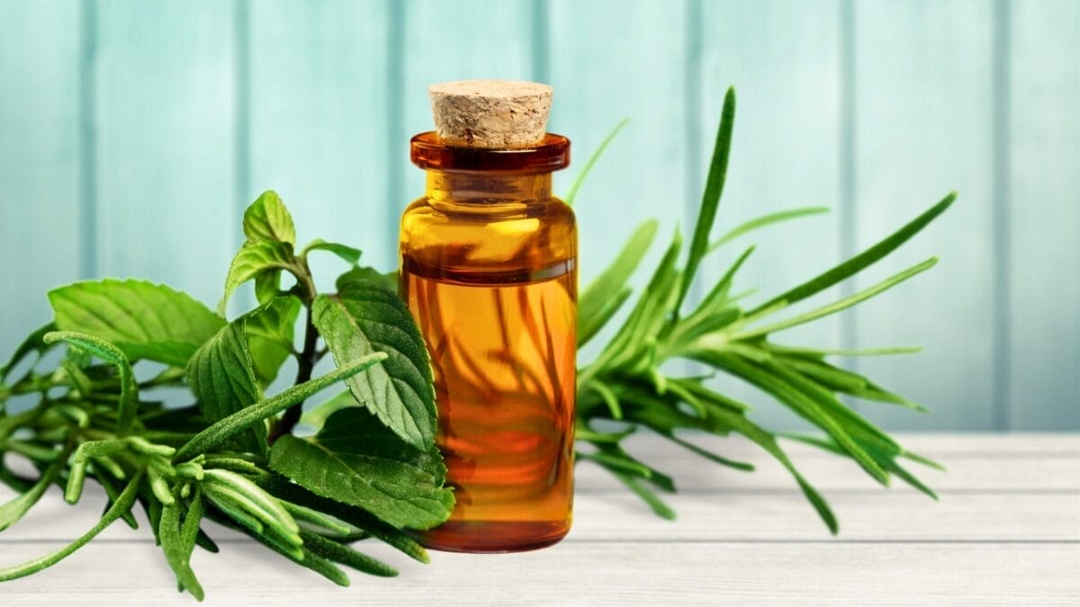 15 Natural Scents to Repel Ants & Keep Your Home Fresh - tea tree oil ss1338774917